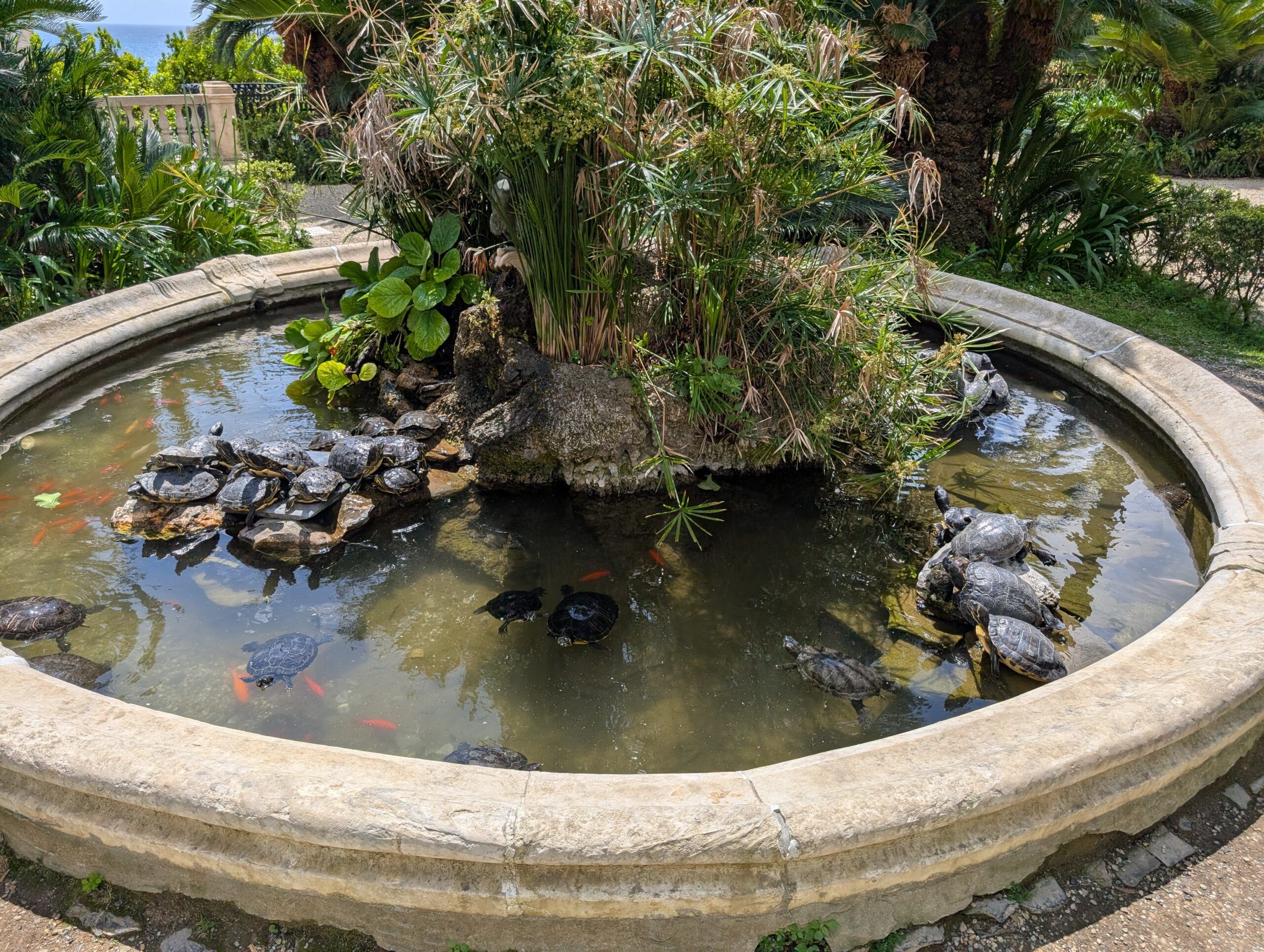 Turtles At Villa Durazzo